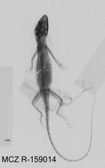 Media type: image;   Herpetology R-159014 Aspect: dorsoventral x-ray
